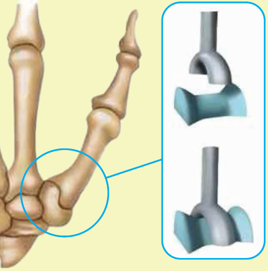 Saddle joint fracture mechanism